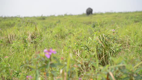 Sumatran-Elephant-Grazes-in-the-Distance-Field,-Rack-Focus,-Flower-in-Foreground