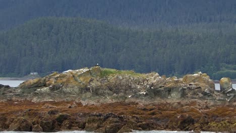 Bald-eagle-stands-on-the-rocky-ridge-of-a-very-small,-rocky-island-in-Alaska