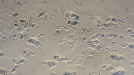 Luftaufnahme:-Draufsichtaufnahme-Beim-Schwenken-Menschlicher-Fußspuren-Im-Sand
