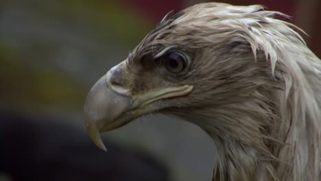 Extreme-closeup-of-the-head-of-a-very-young-bald-eagle
