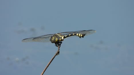Tiger-dragonfly-in-pond-UHD-MP4-4k-video-.