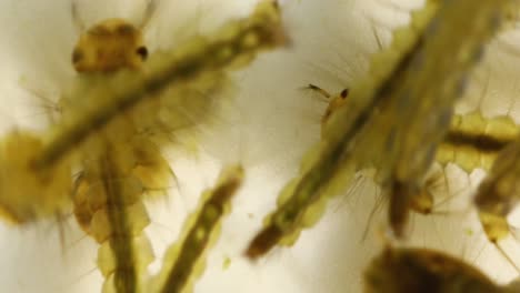 Extremely-close-4X-macro-of-mosquito-larvae