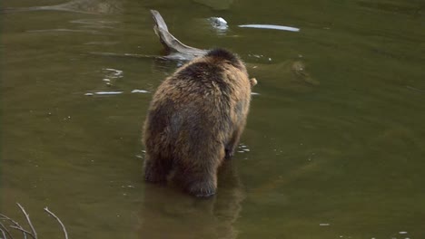 Bear-in-the-water-turns-around-suddenly-and-stands-up-on-the-back-feet-for-a-few-moments