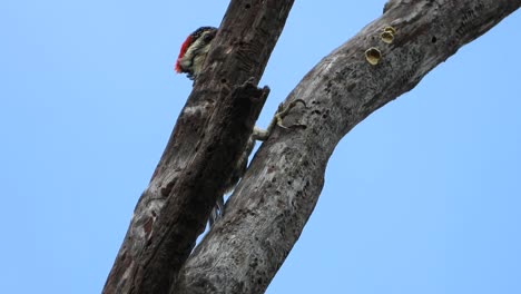 Pájaro-Carpintero-En-El-árbol-Uhd-Mp4-4k-Video
