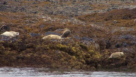 Harbor-seals-resting-on-the-rocky-ridge-of-a-small-island-in-Alaska