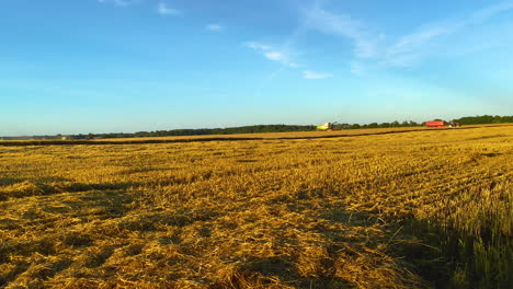 Weizenfeld-Der-Goldenen-Landwirte-Während-Goldener-Lichter,-Blauer-Himmel-Und-Funktionierender-Mähdrescher-Im-Hintergrund