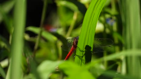 dragonfly--in-grass-UHD-MP4-4k-video-..