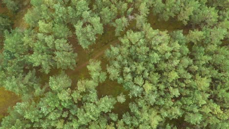 AERIAL:-Rotating-Top-Down-Shot-of-Siberia-Forest-Road-with-Green-Pines