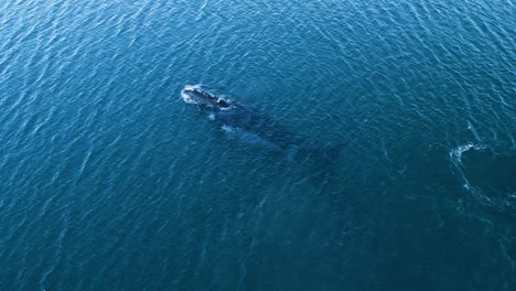Baby-whale-swimming-next-to-the-mother-on-the-calm-sea---Aerial-view-slowmotion