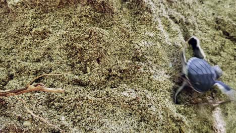 Eine-Grüne-Meeresschildkröte,-Die-Sich-Bemüht,-Auf-Dem-Sand-Zu-Kriechen---Überkopfaufnahme
