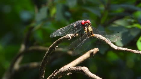 dragonfly-mating--uhd-mp4-4k-video-...