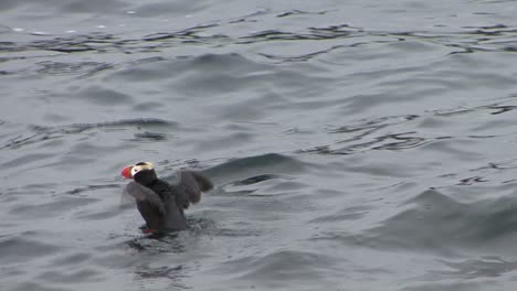 Adult-Tufted-Puffin-lone-swimming-in-summer-time-in-Alaska-and-stretching-her-wings