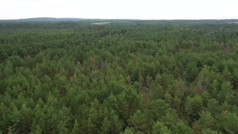 AERIAL:-Slow-Flying-Over-Siberia-Pine-Forest