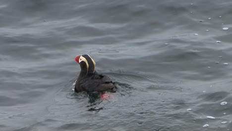 Slow-motion-of-a-Tufted-Puffin-swimming-in-Alaskan-waters
