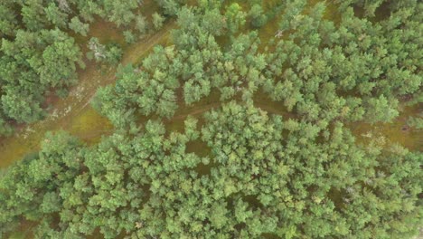 AERIAL:-Rotating-High-Top-Down-Shot-of-Pine-Siberia-Forest-on-Bright-Day