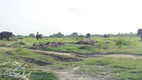 Wide-Shot,-Mahout-Rides-Sumatran-Elephant-Into-the-Distance-at-Indonesia-Sanctuary