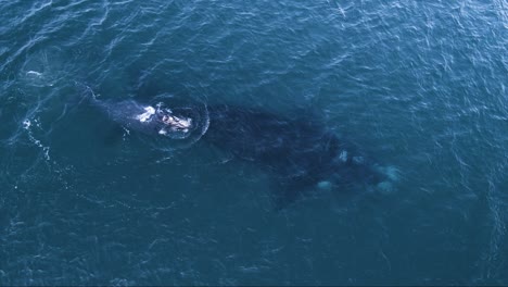 Southern-Right-Wale-Schwimmen-Zusammen-Auf-Dem-Pazifischen-Ozean---Luftaufnahme-In-Zeitlupe