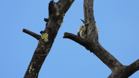 Pájaro-Carpintero-Descansando-En-Un-árbol-Uhd-Mp4-4k-Video.