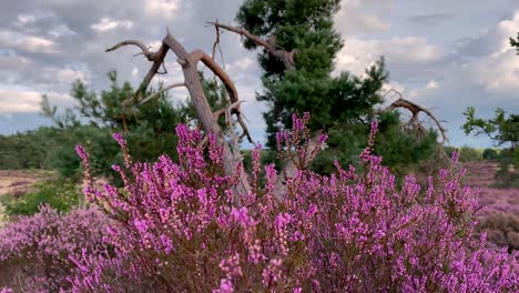 A-bush-of-blooming-heather-swaying-in-the-wind-against-the-backdrop-of-a-meadow,-a-forest-in-the-distance-and-a-cloudy-sky