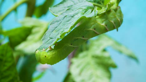 A-caterpillar-eating-a-tomato-plant