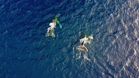 A-Pair-Of-Humpback-Whales-And-Its-Calf-Swimming-And-Dives-Into-The-Deep-Blue-Ocean---aerial,-top-down-shot
