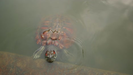 Schildkröten-Im-Wasser-Kommen-Auf