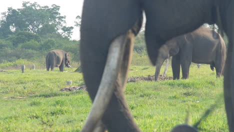 Three-Sumatran-Elephants,-Trunks-Eating-Bamboo-Branches,-Rack-Focus-With-Depth