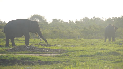 Domesticated-Endangered-Sumatran-Elephants-Grazing-and-Eating-at-Magic-Hour,-Bird-Flies-Into-Frame,-Slow-Motion