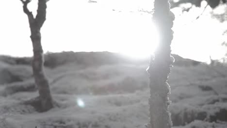 Winterlandschaft,-Verschneite-Bäume-Im-Vordergrund,-Lichtreflexe,-Bewölkt,-Schottland,-Reisefoto