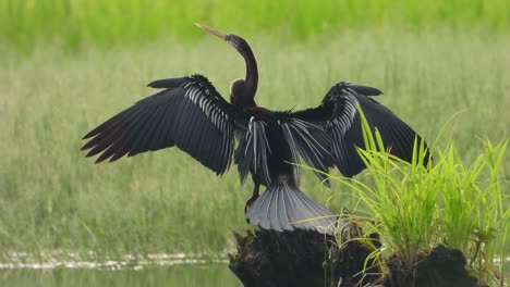 Anhinga-in-Pond-chilling-UHD-Video-MP4-4k-.