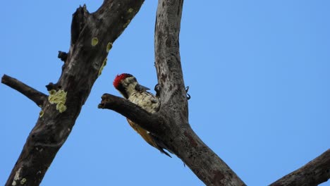 woodpecker-in-tree-UHD-MP4-4k-Video