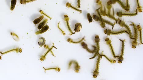 Macro-video-of-mosquito-larvae-and-other-larvae