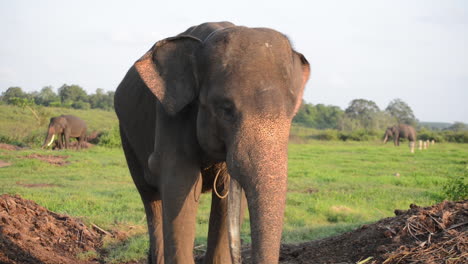 Sumatran-Elephant-Freckles-and-One-Tusk-Eats,-Other-Elephant-Friends-in-Background