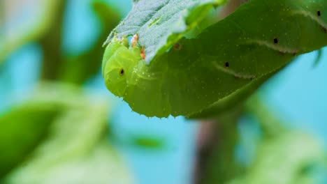 A-caterpillar-eating-a-tomato-plant