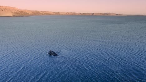 Southern-right-whale-coming-up-white-the-mouth-open-on-a-sunset-with-cliffs-on-the-background---Aerial-shot-slowmotion