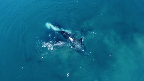 Whales-up-side-down-and-turning-with-seagulls-flying-around---Aerial-top-down-view