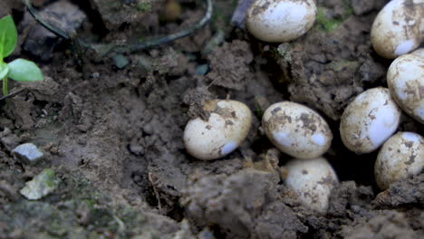 Panning-shot-of-Snake-Eggs-in-soil