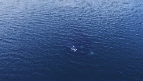 Whales-mother-and-baby-swimming-peacefully-and-breathing---Aerial-lead-shot-slowmotion