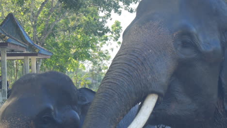 Dos-Elefantes-De-Sumatra-Domesticados-Emergen-Del-Agua-Después-De-Bañarse,-Cámara-Lenta