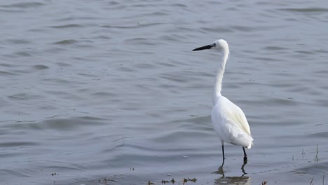 Intermediate-Egret-Standing-still-in-pond-bank-waiting-for-small-fish-to-resurface-Slow-Motion-b-roll-clip-calm-water-ripples-in-the-sunny-breezy-day,-Sri-Lanka