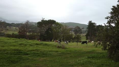 Herd-of-cow-cattle-standing-in-Vergelegen-Wine-Farm-overcast-meadow-grazing