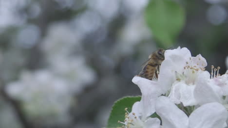 Nahaufnahme-Einer-Gartenbiene,-Die-Einen-Apfelbaum-Schieberegler-Bestäubt