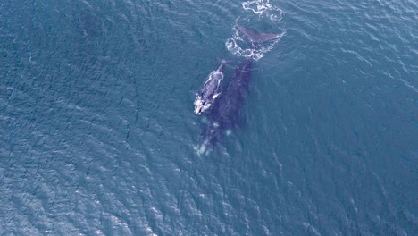 Baby-whale-following-the-mother-comes-up-to-breathe-out-the-surface---Aerial-top-down-view-Slow-motion