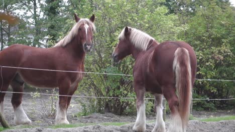 Two-brown-horses-are-teasing-each-other-playfully