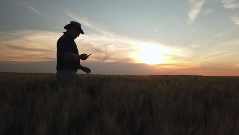 Farmer-checks-wheat-crop-at-sunset-with-phone,-medium-shot