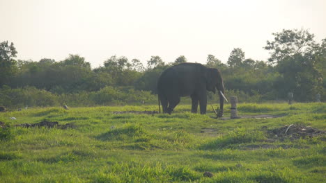 Domestizierter-Sumatra-Elefant-Angekettet-In-Schutzgebiet,-Fressend,-Totale