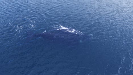 Baby-Whale-Playing-on-top-of-the-mother-on-the-calm-sea---Aerial-lateral-shot