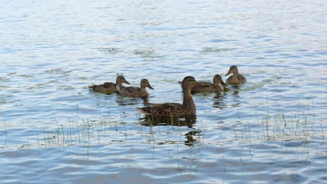 Ducklings-Following-Quacking-Mother-Duck---Ontario-Lake-Mallards-60fps