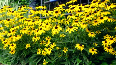 Back-eyed-susan-flowers-in-an-afternoon-with-ambient-light,-no-person