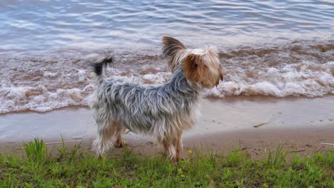 Yorkie-Dog-on-Shoreline---Grassy-Shore-and-Small-Waves